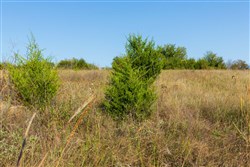 property photo for Canyon Creek Tract 11, 5.98 acres for sale in Lincoln County, Oklahoma