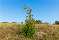 property photo for Canyon Creek Tract 11, 5.98 acres for sale in Lincoln County, Oklahoma