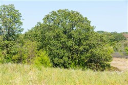property photo for Canyon Creek Tract 11, 5.98 acres for sale in Lincoln County, Oklahoma