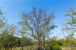 property photo for Canyon Creek Tract 13, 4.82 acres for sale in Lincoln County, Oklahoma