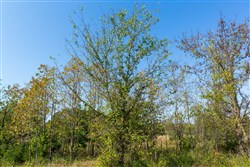 property photo for Canyon Creek Tract 13, 4.82 acres for sale in Lincoln County, Oklahoma