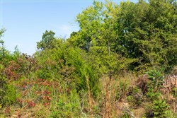 Canyon Creek Tract 15