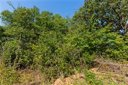 Canyon Creek Tract 15
