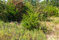 property photo for Canyon Creek Tract 16, 7.34 acres for sale in Lincoln County, Oklahoma