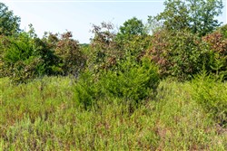 property photo for Canyon Creek Tract 16, 7.34 acres for sale in Lincoln County, Oklahoma