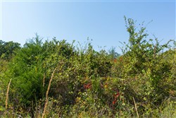 Canyon Creek Tract 17