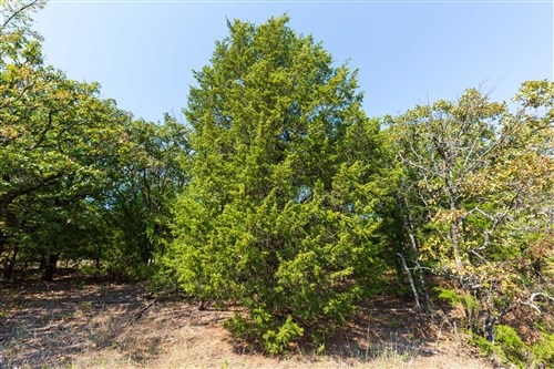 Canyon Creek Tract 17