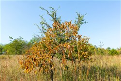 property photo for Canyon Creek Tract 18, 7.44 acres for sale in Lincoln County, Oklahoma