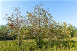 property photo for Canyon Creek Tract 18, 7.44 acres for sale in Lincoln County, Oklahoma