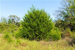property photo for Canyon Creek Tract 19, 5.04 acres for sale in Lincoln County, Oklahoma