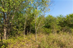 property photo for Canyon Creek Tract 19, 5.04 acres for sale in Lincoln County, Oklahoma