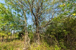 property photo for Canyon Creek Tract 19, 5.04 acres for sale in Lincoln County, Oklahoma