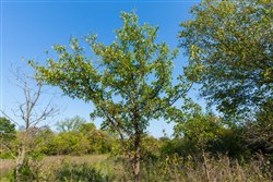 property photo for Canyon Creek Tract 20, 4.98 acres for sale in Lincoln County, Oklahoma