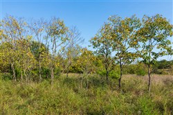 property photo for Canyon Creek Tract 20, 4.98 acres for sale in Lincoln County, Oklahoma