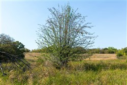 property photo for Canyon Creek Tract 21, 4.89 acres for sale in Lincoln County, Oklahoma