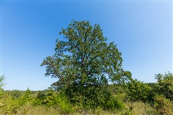 property photo for Canyon Creek Tract 22, 4.98 acres for sale in Lincoln County, Oklahoma