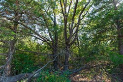 property photo for Canyon Creek Tract 22, 4.98 acres for sale in Lincoln County, Oklahoma