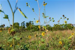 property photo for Canyon Creek Tract 4, 6.16 acres for sale in Lincoln County, Oklahoma