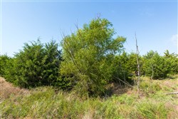 Canyon Creek Tract 6