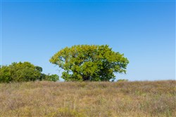 Canyon Creek Tract 8