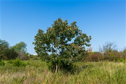 Canyon Creek Tract 8