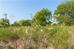 property photo for Canyon Creek Tract 9, 8.02 acres for sale in Lincoln County, Oklahoma
