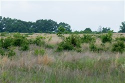 Starfield Acres Tract 1