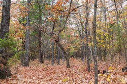 Crystal Springs Tract 1