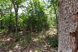 property photo for Timber Ridge Tract 1, 2.57 acres for sale in McIntosh County, Oklahoma