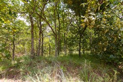 property photo for Timber Ridge Tract 10, 2.57 acres for sale in McIntosh County, Oklahoma