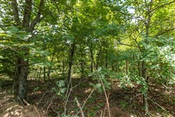 property photo for Timber Ridge Tract 11, 2.57 acres for sale in McIntosh County, Oklahoma
