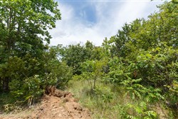 property photo for Timber Ridge Tract 12, 2.57 acres for sale in McIntosh County, Oklahoma