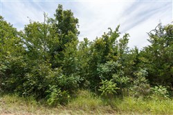 property photo for Timber Ridge Tract 17, 2.58 acres for sale in McIntosh County, Oklahoma