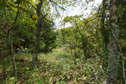 property photo for Timber Ridge Tract 17, 2.58 acres for sale in McIntosh County, Oklahoma