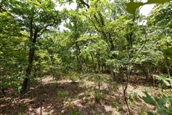 property photo for Timber Ridge Tract 2, 2.57 acres for sale in McIntosh County, Oklahoma