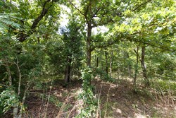 property photo for Timber Ridge Tract 2, 2.57 acres for sale in McIntosh County, Oklahoma