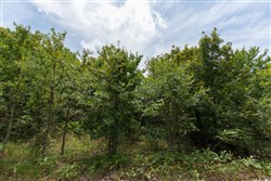property photo for Timber Ridge Tract 20, 2.58 acres for sale in McIntosh County, Oklahoma