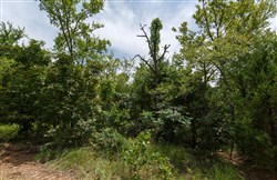 property photo for Timber Ridge Tract 22, 2.58 acres for sale in McIntosh County, Oklahoma