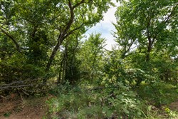 property photo for Timber Ridge Tract 22, 2.58 acres for sale in McIntosh County, Oklahoma
