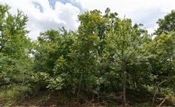 property photo for Timber Ridge Tract 23, 2.58 acres for sale in McIntosh County, Oklahoma