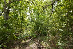 property photo for Timber Ridge Tract 23, 2.58 acres for sale in McIntosh County, Oklahoma