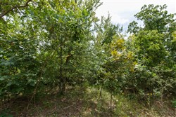 property photo for Timber Ridge Tract 23, 2.58 acres for sale in McIntosh County, Oklahoma