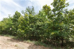 property photo for Timber Ridge Tract 25, 2.58 acres for sale in McIntosh County, Oklahoma