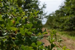 Timber Ridge Tract 26