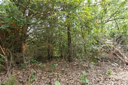 property photo for Timber Ridge Tract 27, 2.58 acres for sale in McIntosh County, Oklahoma