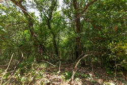 property photo for Timber Ridge Tract 28, 2.66 acres for sale in McIntosh County, Oklahoma