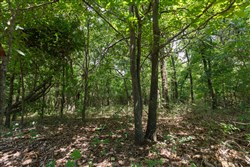 property photo for Timber Ridge Tract 28, 2.66 acres for sale in McIntosh County, Oklahoma