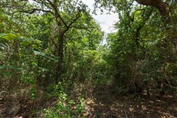 property photo for Timber Ridge Tract 28, 2.66 acres for sale in McIntosh County, Oklahoma