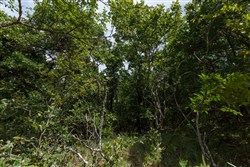 property photo for Timber Ridge Tract 29, 2.66 acres for sale in McIntosh County, Oklahoma