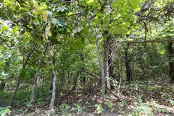 property photo for Timber Ridge Tract 29, 2.66 acres for sale in McIntosh County, Oklahoma